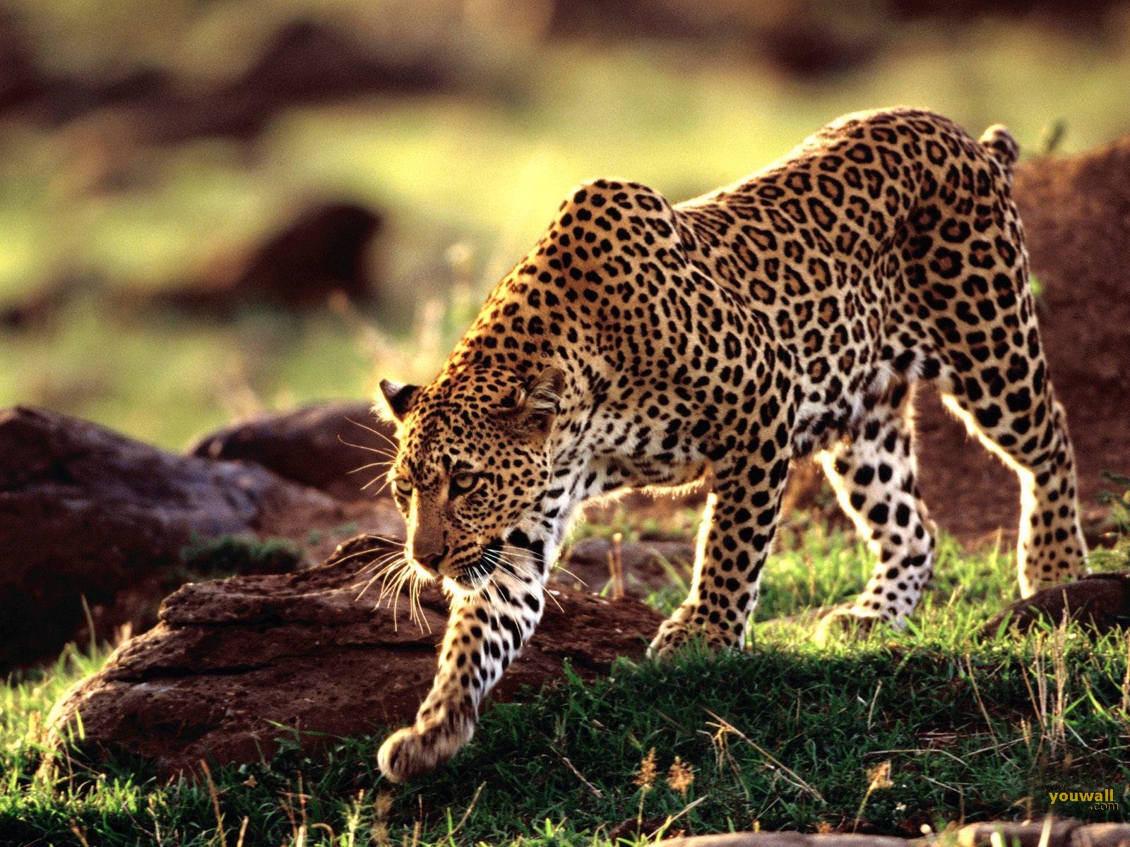 Wild world of animals eighty four pa